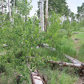 Pando aspen stand, 2019, with new aspen shoots in the understory