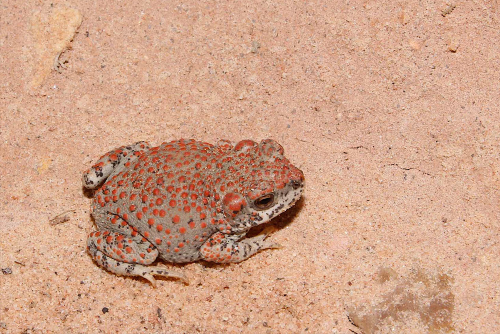 Red-spotted toad, Lara Schnellbach