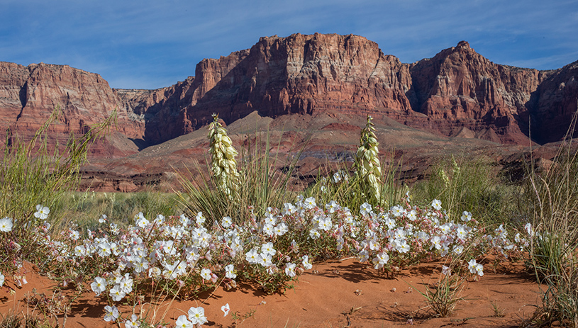 Yucca and primrose in bloom in the East Section of the monument, looking out at Vermillion Cliffs in the background. AMY S. MARTIN