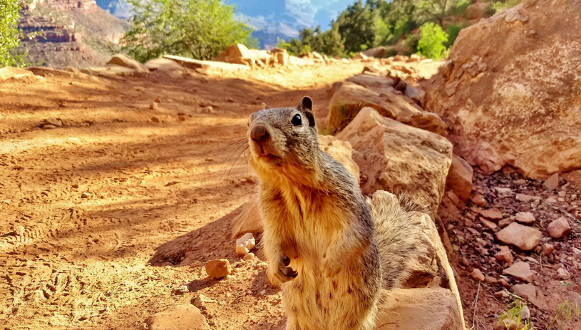 Rock squirrel begging along Bright Angel Trail. A Sprutta, National Park Service