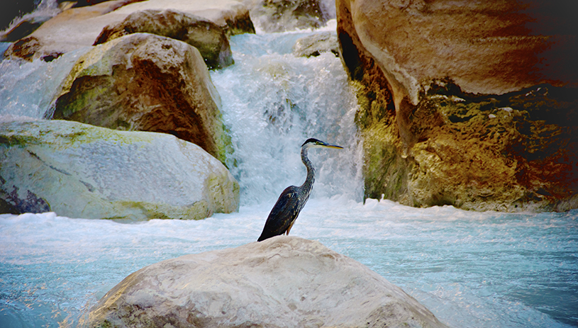 A heron watches the water at Havasu Creek. Amy S. Martin