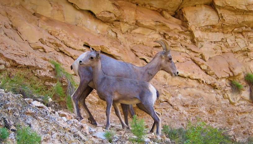 Bighorn sheep with her lamb along the upper Bright Angel Trail. National Park Service