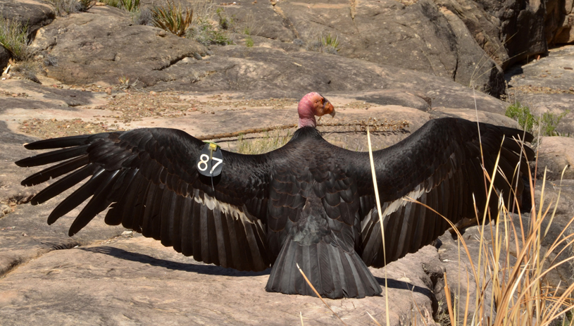 California Condor at the Grand Canyon. Photo by Michael Quinn, National Park Service