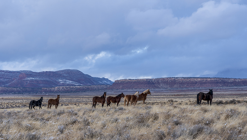 Horses graze in the west parcel of the monument. RICH RUDOW