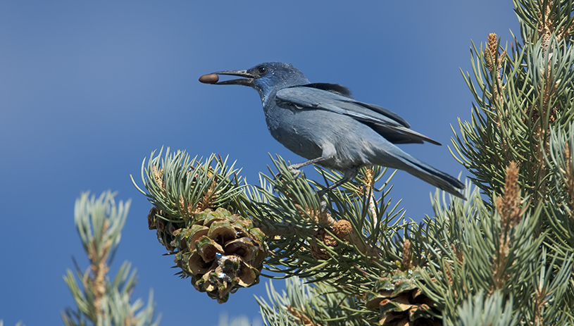 A blue pinyon jay holds a pinyon seed in its mouth while perched on a pinyon branch.