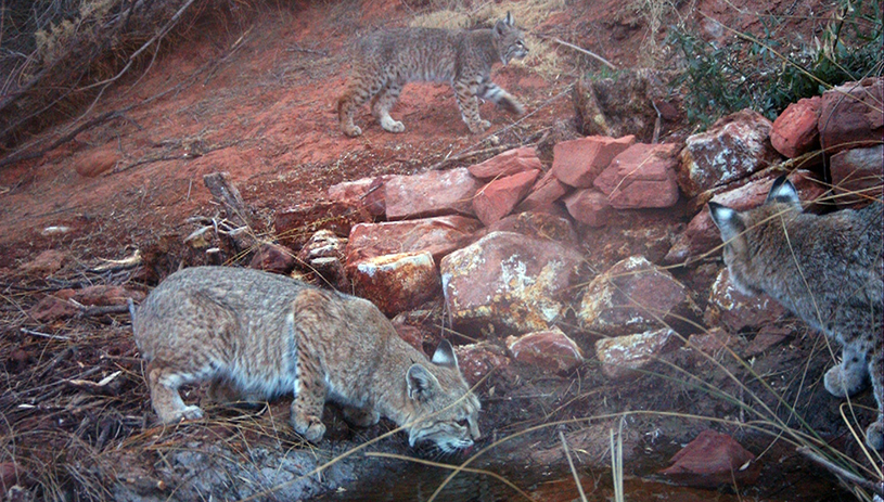 Bobcats drink water from a spring.