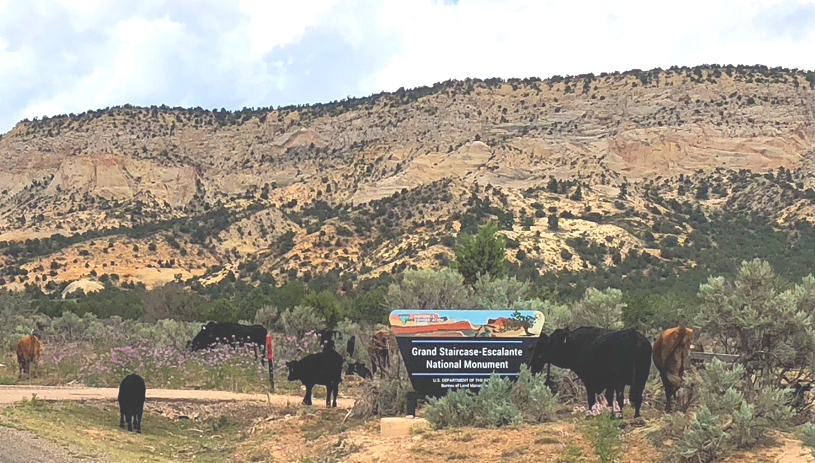 Cattle graze around a Grand Staircase-Escalante National Monument sign. Photo by Marc Coles-Ritchie
