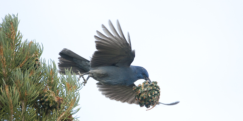 A pinyon jay takes flight with a pinyon pine cone in its mouth