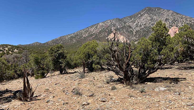 The agency planned to clear cut pinyon and juniper trees at this site in Southern Utah.