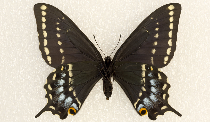 Kaibab swallowtail butterfly