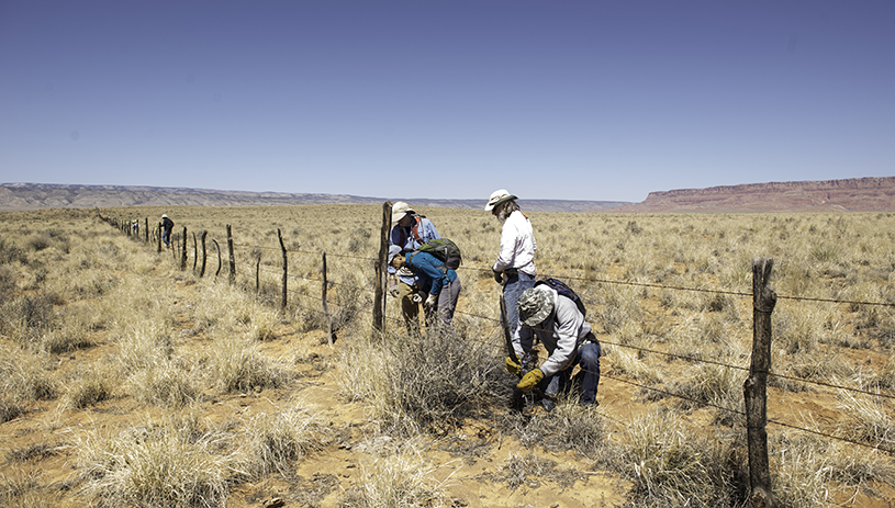 Volunteers removing barbed wire