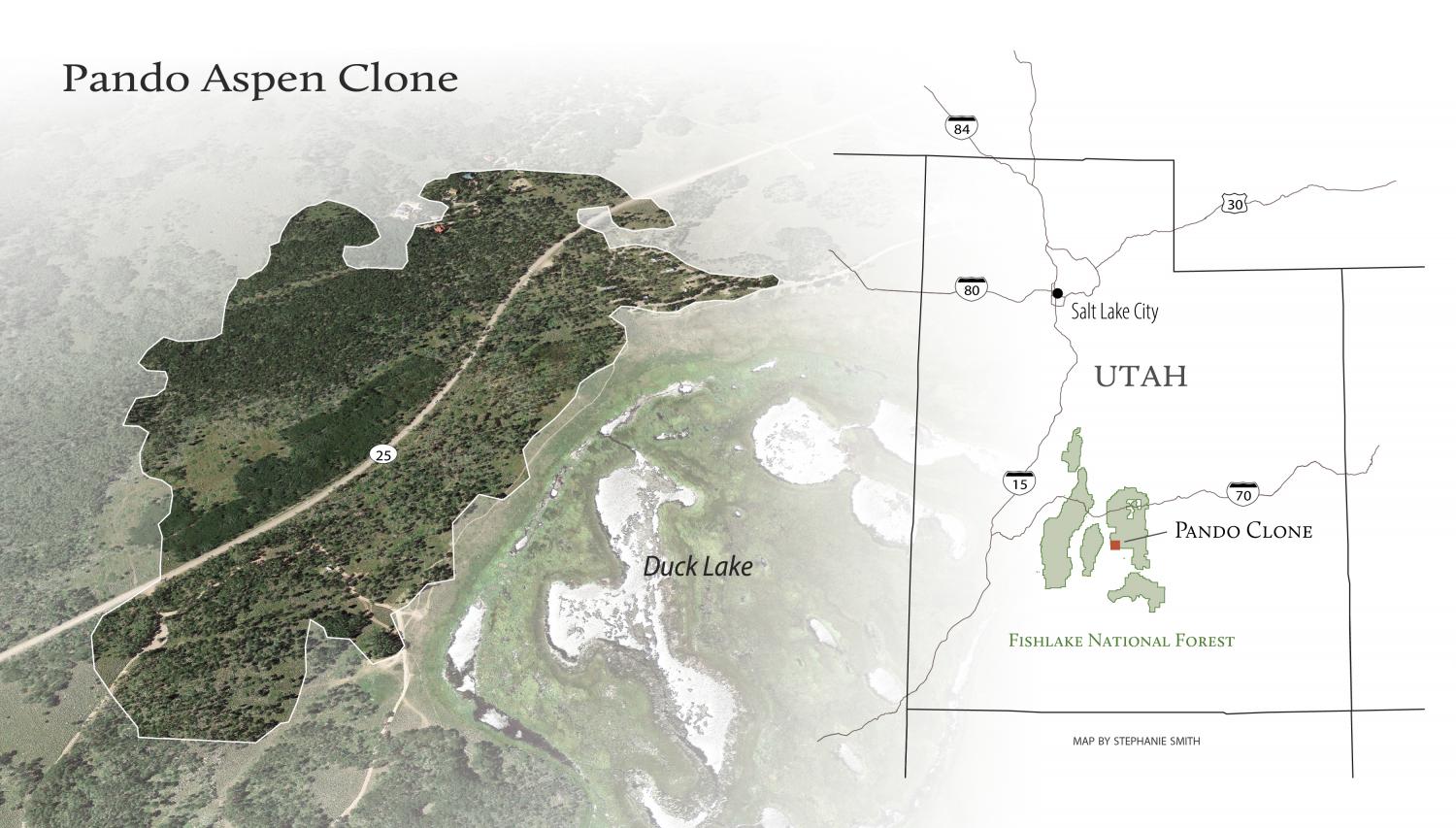 Location map of the Pando Aspen Clone.