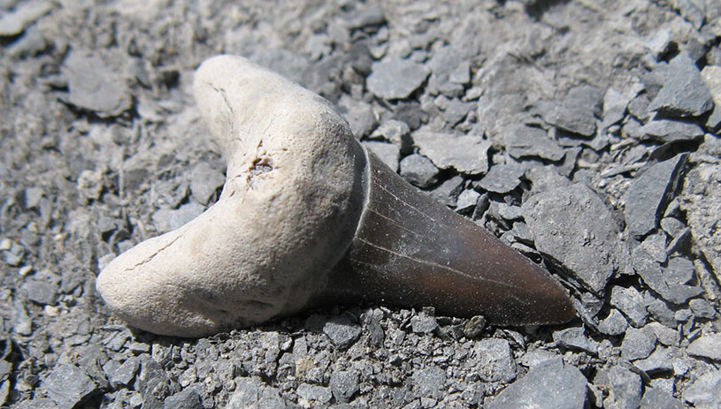 Shark tooth found in the monument