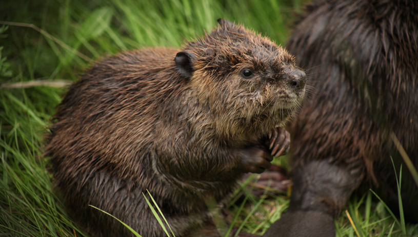 Baby Beaver, photo by Sarah Koenigsberg