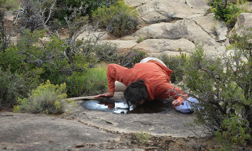 drinking from water hole