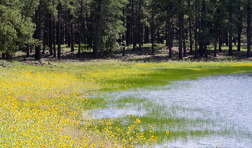 Dogtown Lake