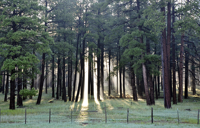 Mogollon Rim Ranger District, Coconino National Forest. Photo by: Brady Smith, USFS, Southwestern Region, Coconino National Forest