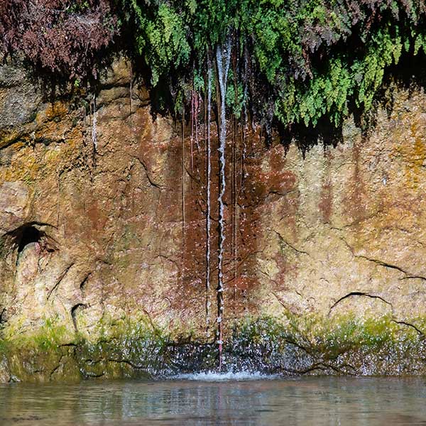 Water trickles down a hanging garden. Photo by Amy Martin.