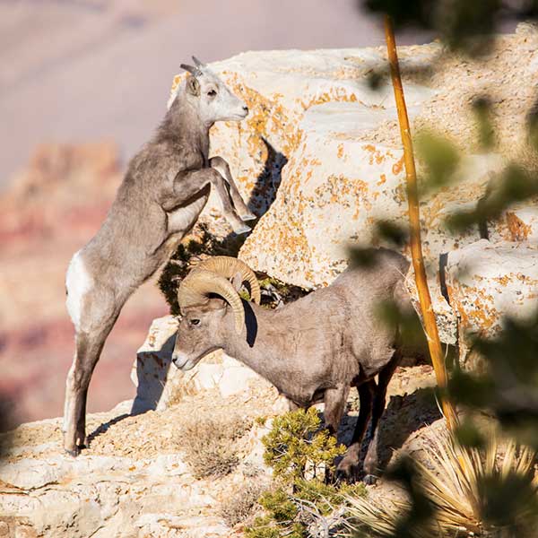 Big Horn in the Grand Canyon. Photo by Ed Moss