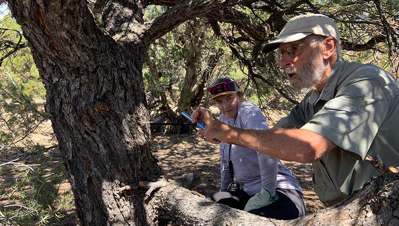 Bill Gray takes a tree core sample.