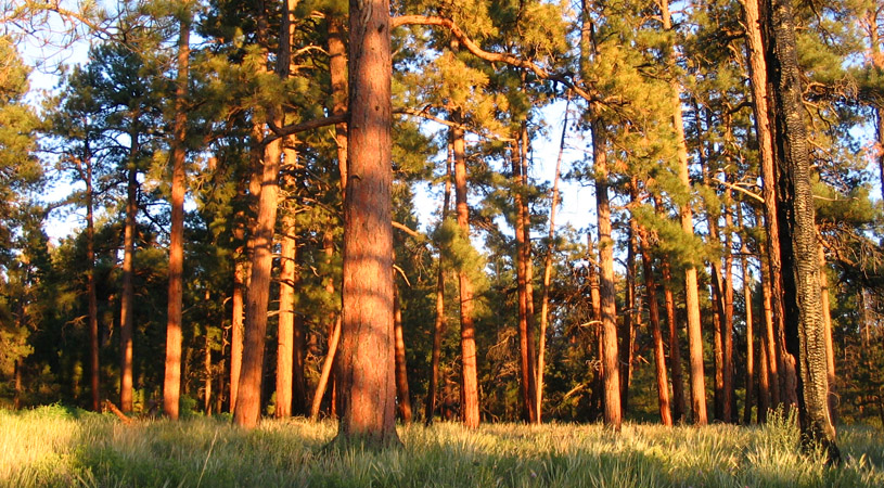 4FRI Ponderosa Pine Forest