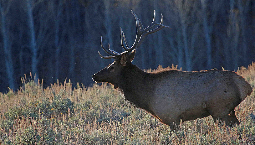Elk grazing by an aspen stand