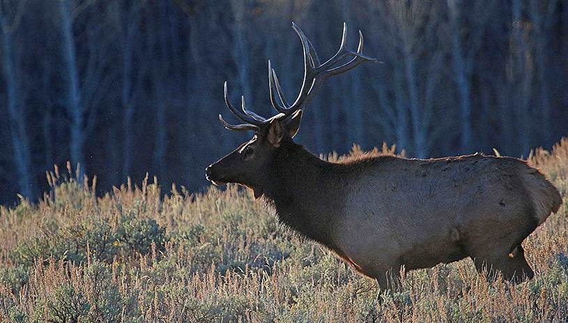 Elk grazing by an aspen stand