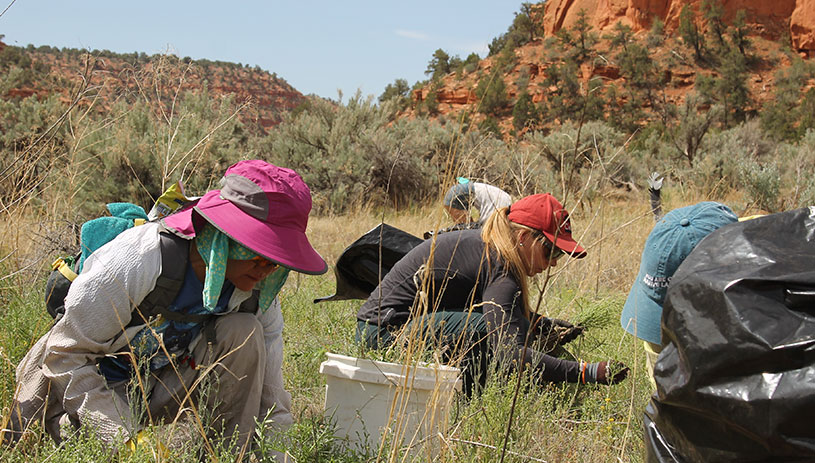 Volunteers pull weeds at Johnson Lakes Canyon.