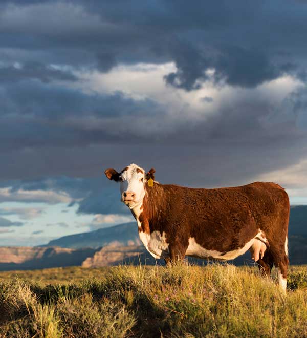 Grazing - Grand Staircase