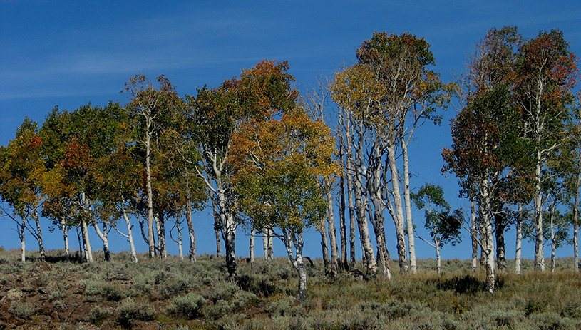 Aspen on Monroe Mountain