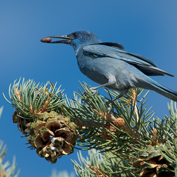 Pinyon Jay bird with a pinyon nut in its mouth