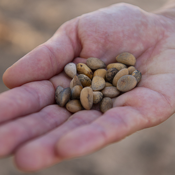 Pinyon nuts