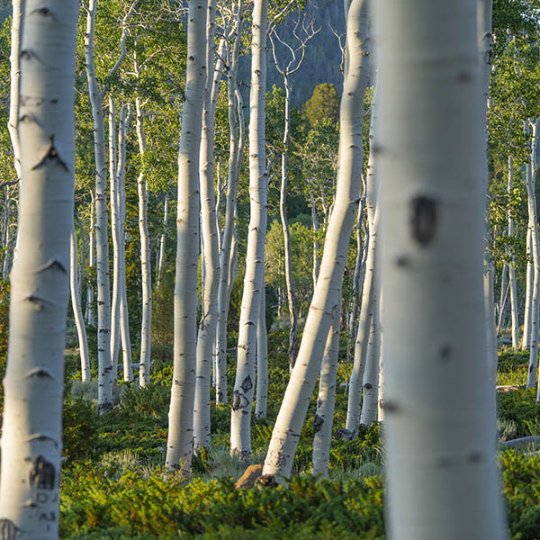 Aspen trees that are part of the Pando Clone in Utah