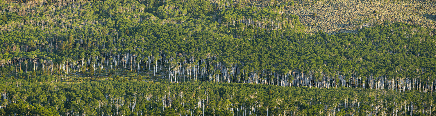 Forests - header