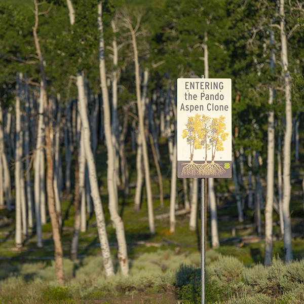 A sign says "Entering the Pando Aspen Clone" in front of the clone.