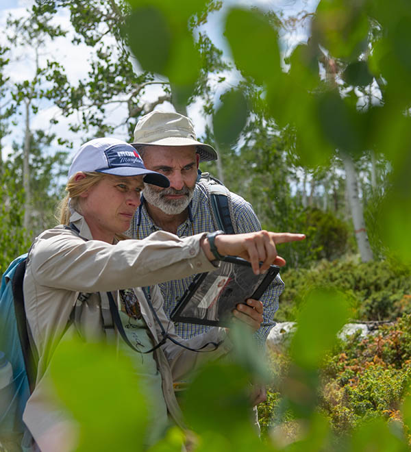 Aspen - study and monitor regrowth