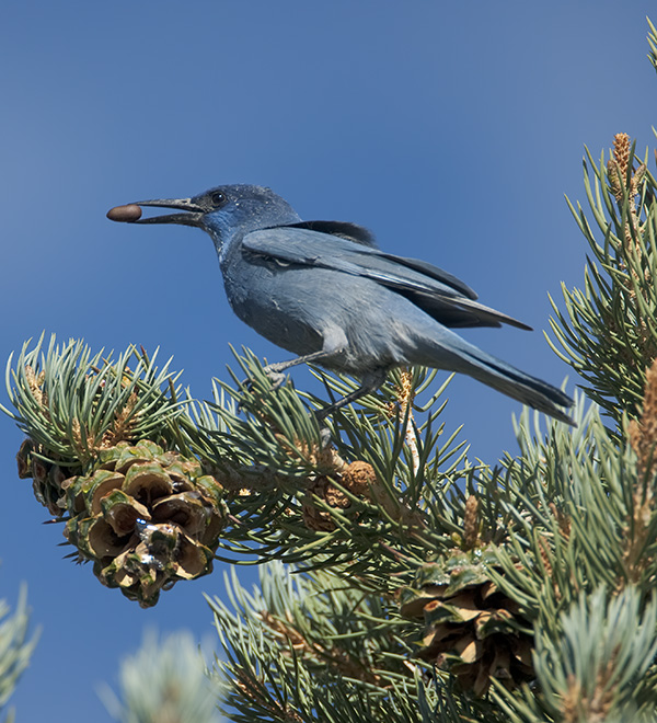 CPE - Pinyon Jay project