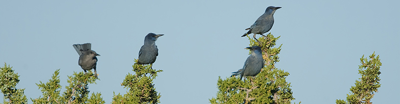 Pinyon jays on juniper trees