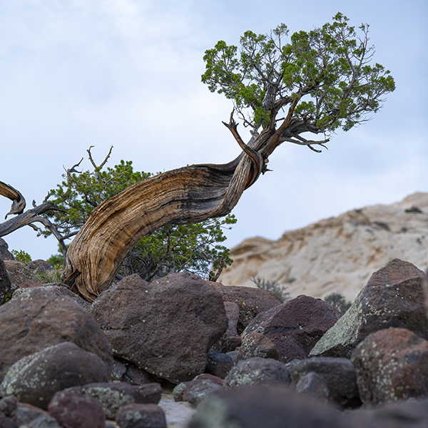 Pinyon tree in Grand Staircase