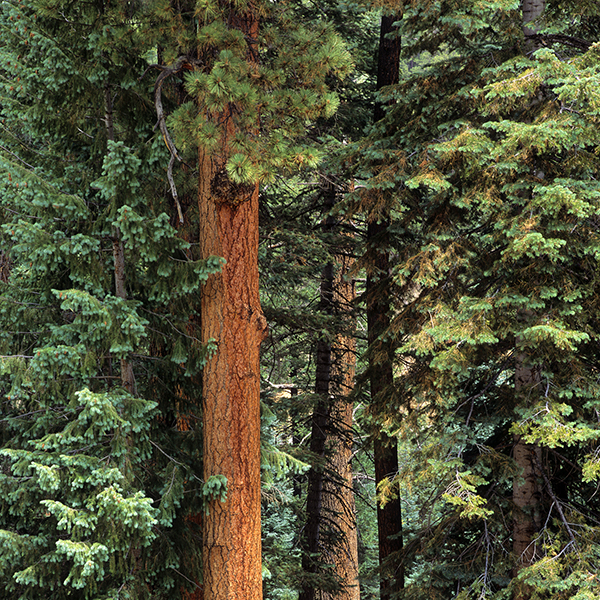 Ponderosa Pine, north rim Grand Canyon