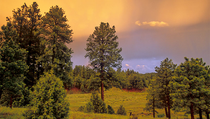 A ponderosa pine forest.