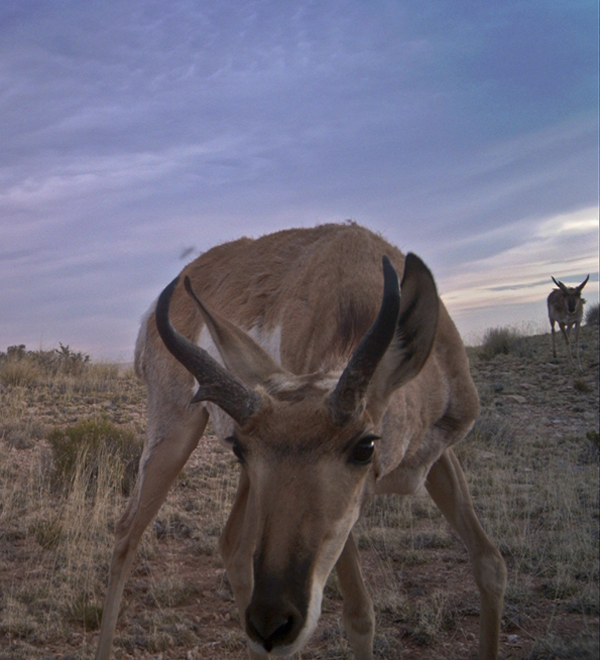 Wildlife Movement Grand Canyon Trust