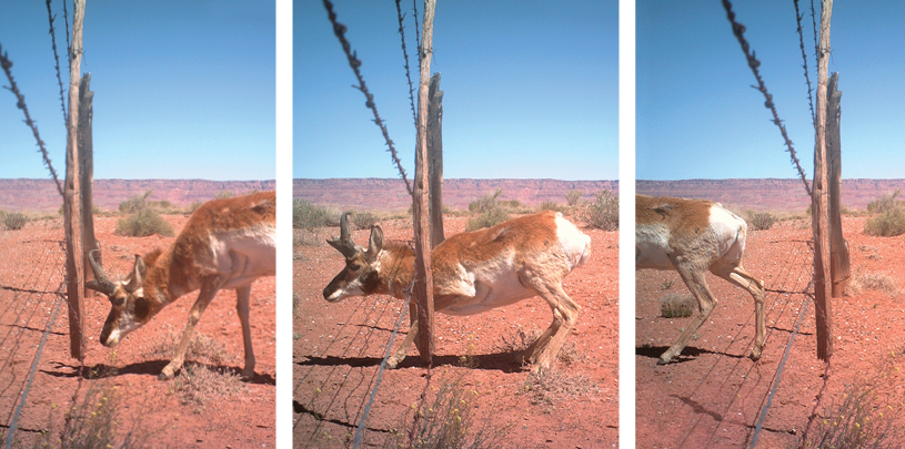 A pronghorn slips underneath a modified barbed wire fence