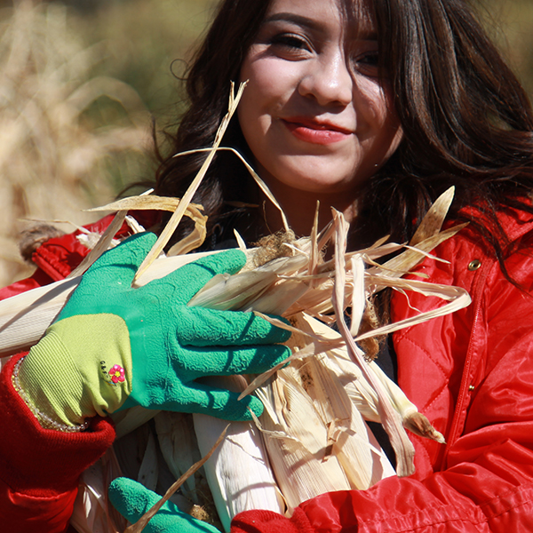 A high school student holds several ears of corn during a trip to a farm.