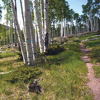 Pando aspen stand, 2014, with no young aspen trees in the understory