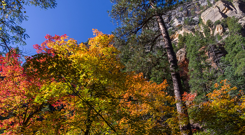 West Fork Coconino National Forest