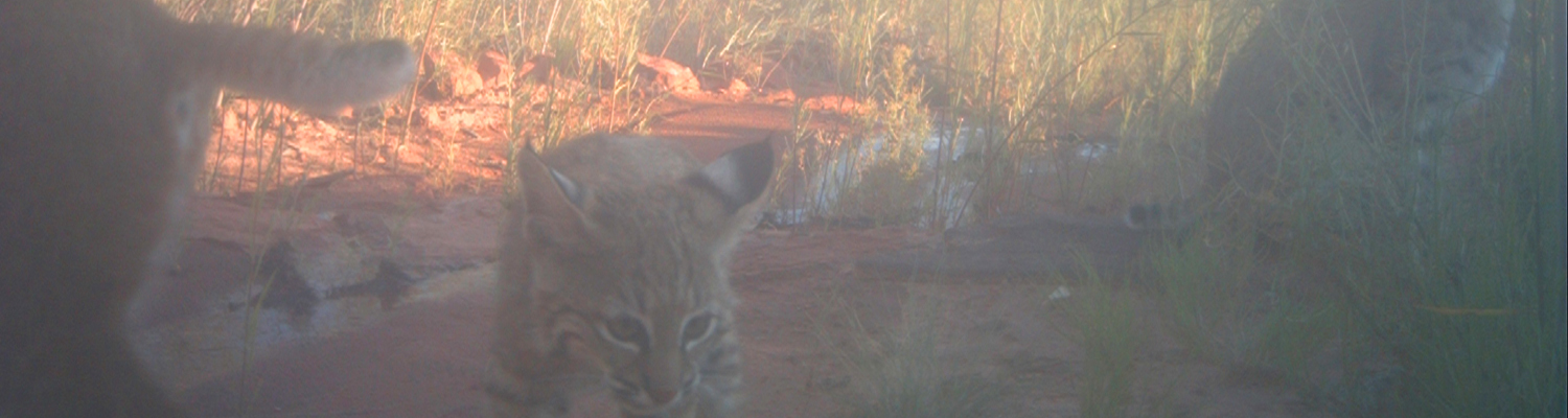 Advocate Fall/Winter 2016 - Grand Canyon Bobcats (Header)