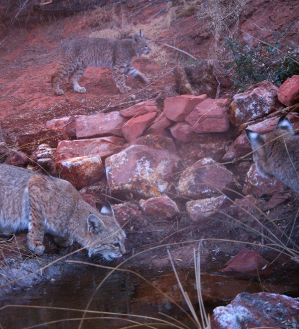 Advocate Fall/Winter 2016 - Grand Canyon Bobcats (Block)