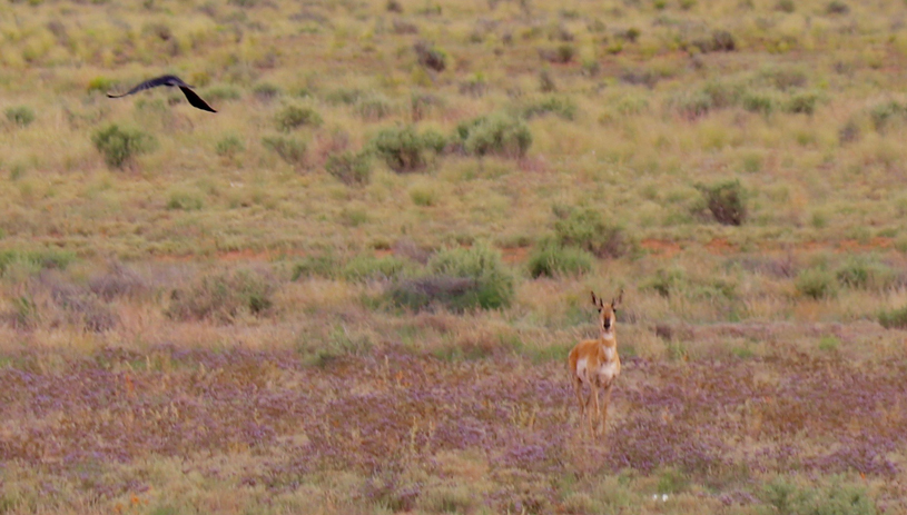 Photo by Betty Dickens, Arizona Antelope Foundation 