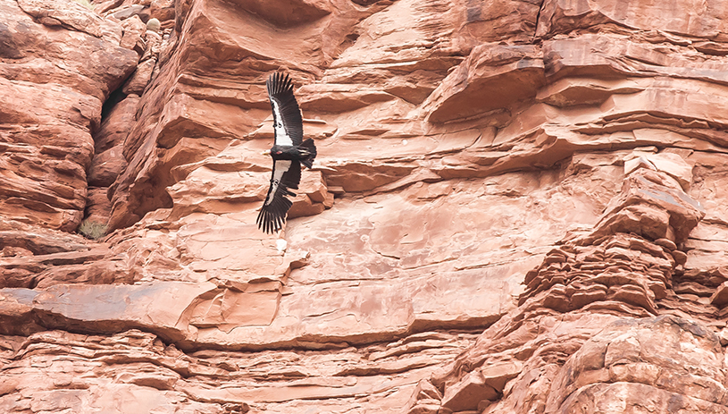 California Condor in the Grand Canyon